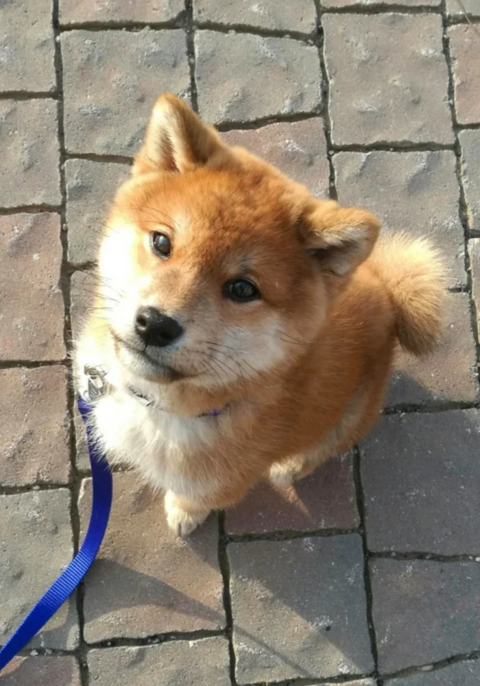 Akito, Shiba Inu di Nankurunaisa