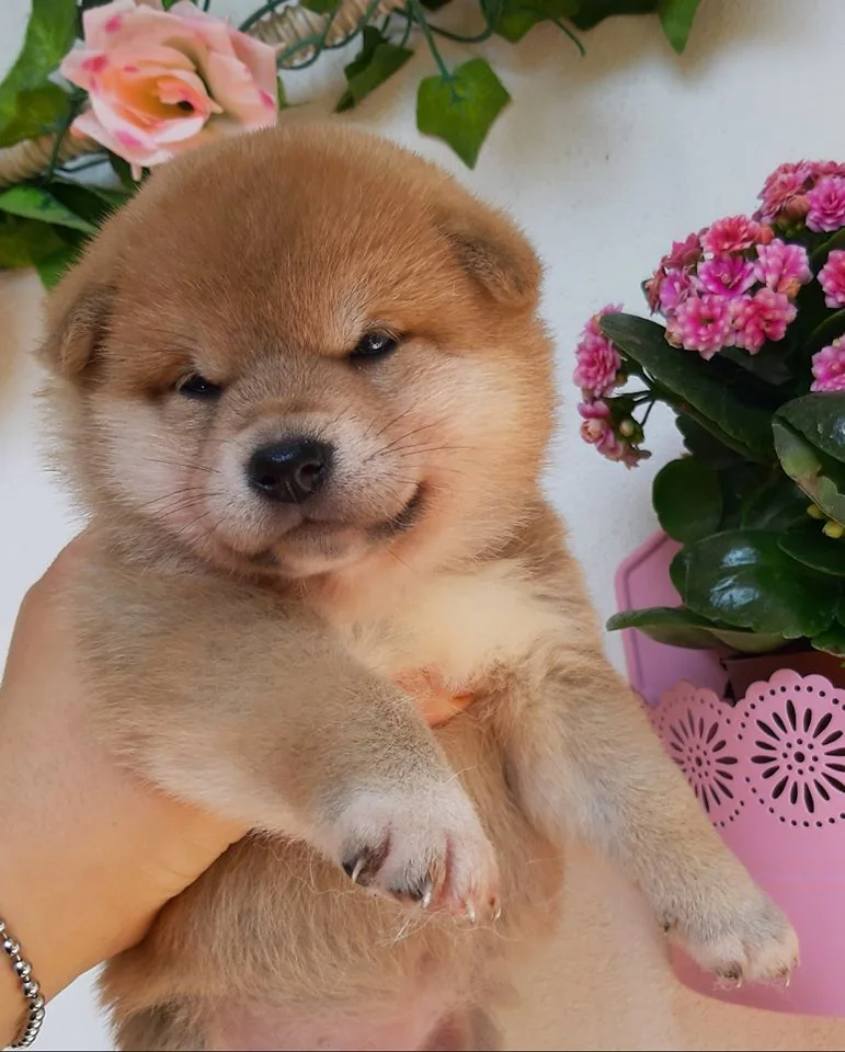 Arya Nankurunaisa, cucciola di Shiba Inu rosso