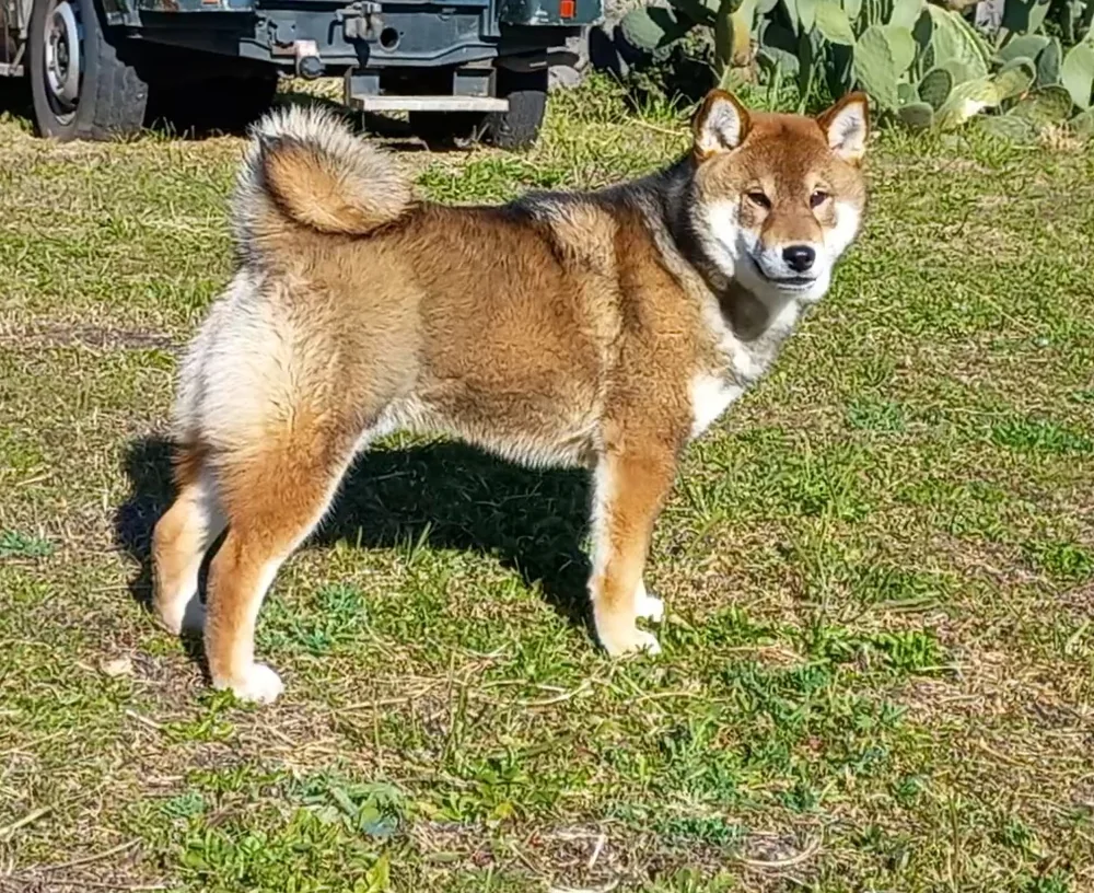 Jotaro, Shiba Inu, in giardino