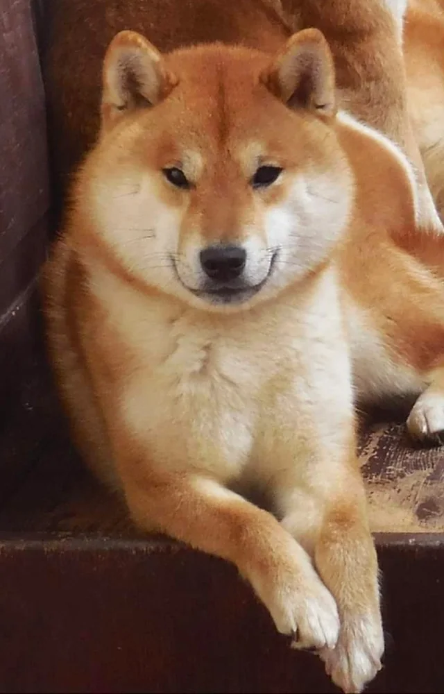 Kimi, femmina di Shiba Inu rosso, ritratta di fronte