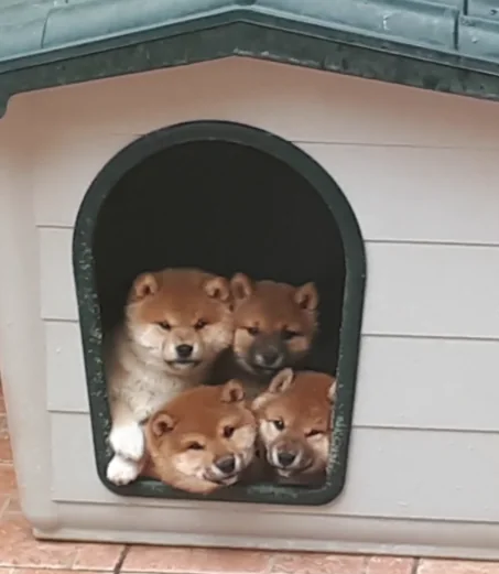 Cuccioli di Shiba Inu insieme nella loro cuccia