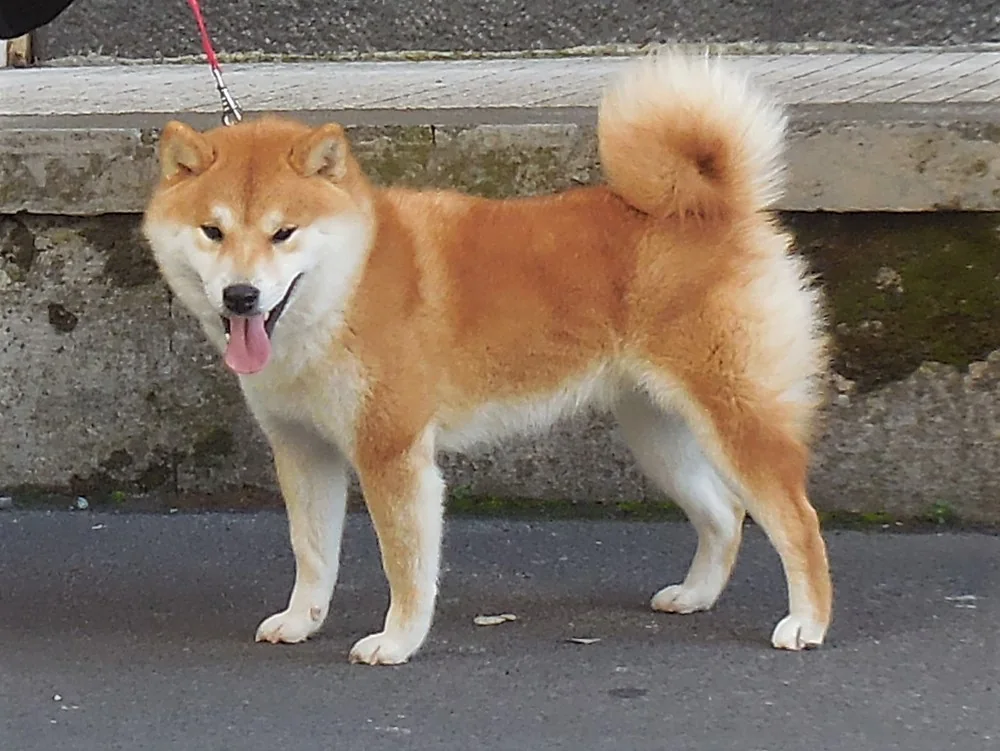 Midori, femmina di Shiba Inu rosso, in piedi all'aperto