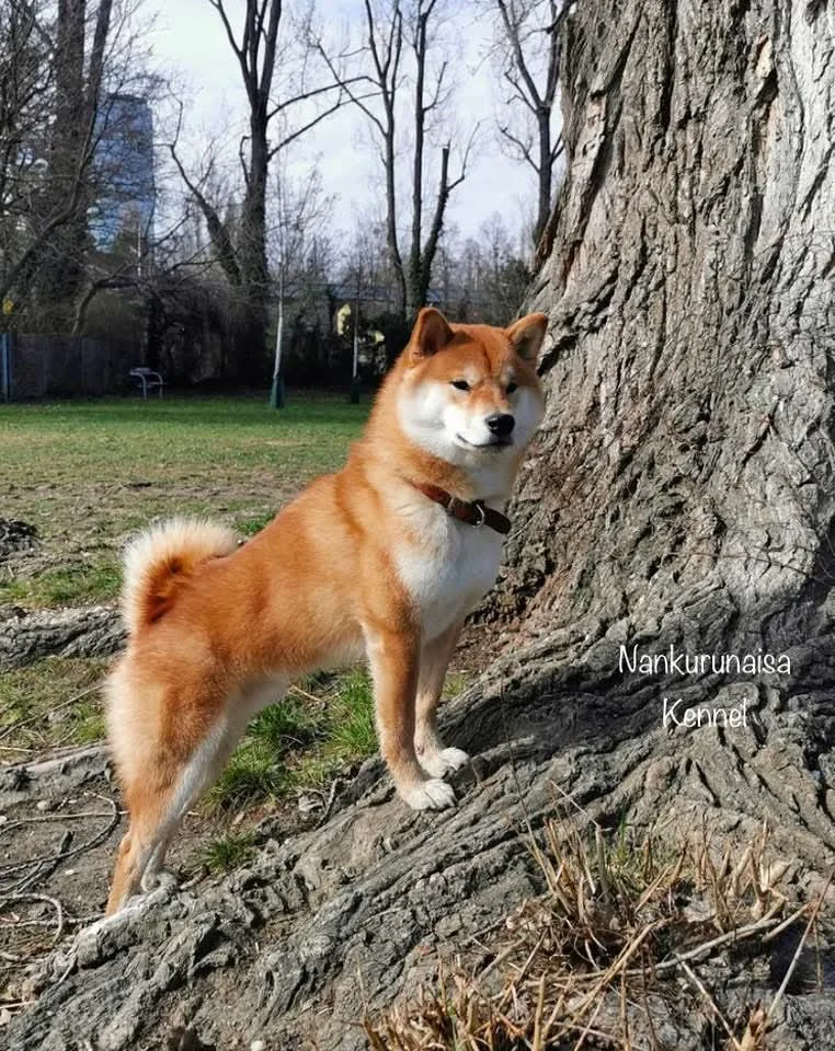 Mochi, maschio di Shiba Inu rosso, accanto a un albero