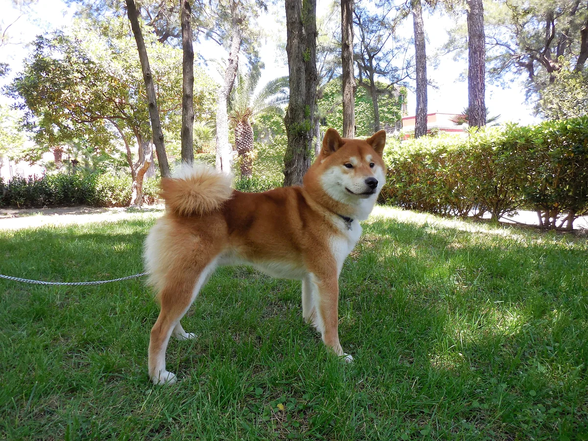 Shiro, Shiba Inu rosso di Nankurunaisa Shiba Inu, in un prato alberato