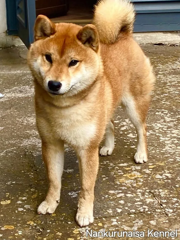 Yuki, femmina di Shiba Inu rosso, all’aperto