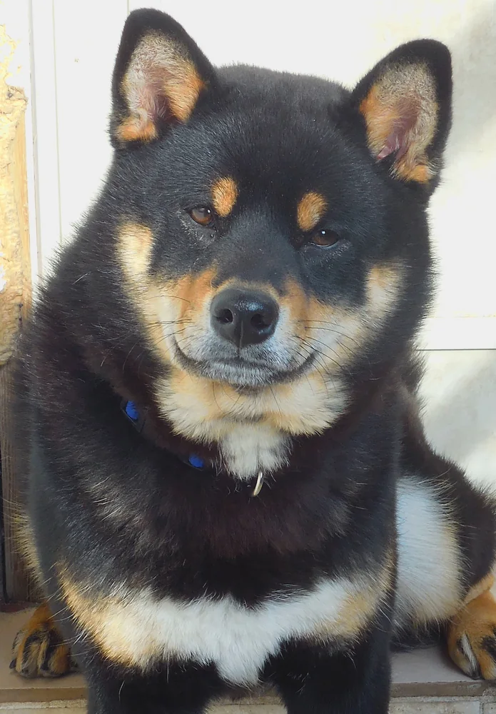 Zac, Shiba Inu black and tan
