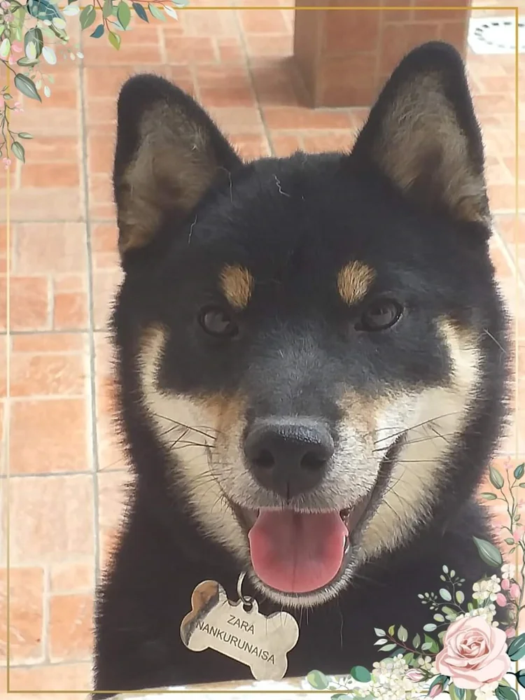Zara, femmina di Shiba Inu black and tan